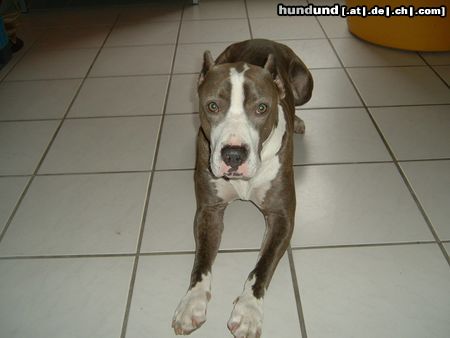 Dogo Argentino Hunde Foto 3175 Dogo Argentino Mir ist langweilig