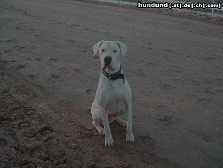 Dogo Argentino Hunde Foto 11705 Dogo Argentino uxor