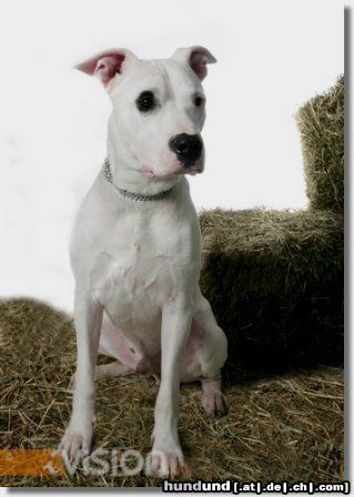 Dogo Argentino Hunde Foto 26387 in höherer Auflösung ansehen Dogo Argentino Das ist Tequila,ein super Familienhund