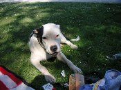 Dogo Argentino Dogo, American Bulldog mix