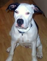 Dogo Argentino Joy mit 6 Monaten