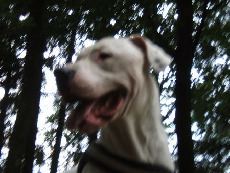 Dogo Argentino Hunde Foto 32951 Dogo Argentino Vodka