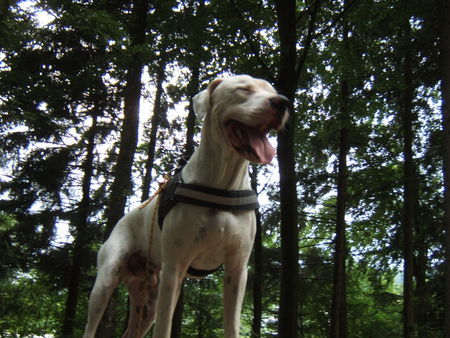 Dogo Argentino Hunde Foto 32968 Dogo Argentino Vodka