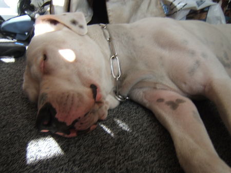 Dogo Argentino Hunde Foto 32531 Dogo Argentino Vodka