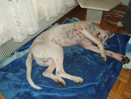 Dogo Argentino Hunde Foto 32532 Dogo Argentino Vodka