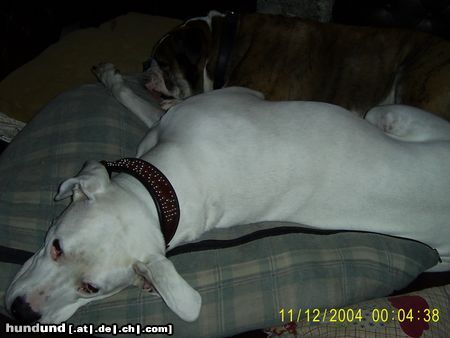Dogo Argentino Hunde Foto 17745 Dogo Argentino Fee u. Sir Henry