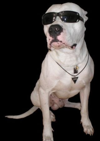 Dogo Argentino Hunde Foto 36013 in höherer Auflösung ansehen Dogo Argentino Hi, ich bin Nero, Dogo aus Frankfurt, besuche meine Webseite!!!