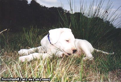 Dogo Argentino Hunde Foto 15639 in höherer Auflösung ansehen Dogo Argentino Puellae Fortes Ardito
