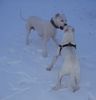 Dogo Argentino Foto: Spielspaß im Schnee (ID 20780) Dogo Argentino Hund