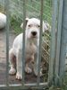 Dogo Argentino Foto: De La Belleza Blanca (ID 26877) Dogo Argentino Hund