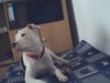 Dogo Argentino Foto: Was redest du mit mir??? (ID 30074) Dogo Argentino Hund