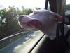 Dogo Argentino Hund