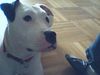 Dogo Argentino Foto: Ich auch ein keksi??? (ID 31349) Dogo Argentino Hund
