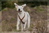 Dogo Argentino Hund