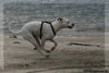 Dogo Argentino Hund