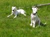 Dogo Argentino Foto: letztes Jahr im Mai (ID 20778) Dogo Argentino Hund