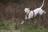 Dogo Argentino Hund