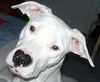 Dogo Argentino Foto: ist sie net süüüüß??? (ID 9958) Dogo Argentino Hund