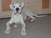 Dogo Argentino Foto: mein kleines Baby und sein Ball (ID 20782) Dogo Argentino Hund