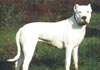 Dogo Argentino Foto (ID 233) Dogo Argentino Hund