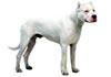 Dogo Argentino Foto (ID 234) Dogo Argentino Hund