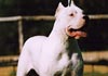 Dogo Argentino Foto (ID 235) Dogo Argentino Hund