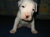 Dogo Argentino Foto: die noch Namenlose 4 Wochen (ID 19203) Dogo Argentino Hund