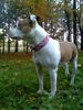 Dogo Argentino Hund