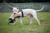 Dogo Argentino Hund