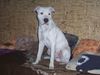 Dogo Argentino Foto: name:WALLACE alter:9 monate (ID 21135) Dogo Argentino Hund