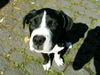 Dogo Argentino Foto: gib was süüüüüüssses (ID 30016) Dogo Argentino Hund