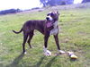 Dogo Argentino Foto: Wo ist der Ball ? (ID 27965) Dogo Argentino Hund