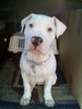 Dogo Argentino Foto: Hallo ich bin Spike (ID 36213) Dogo Argentino Hund
