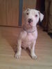 Dogo Argentino Foto: ** Spike** (ID 36214) Dogo Argentino Hund