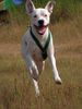 Dogo Argentino Hund