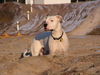 Dogo Argentino Foto: Licht verzaubert (ID 29344) Dogo Argentino Hund