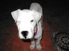Dogo Argentino Foto: Serafin (ID 9643) Dogo Argentino Hund