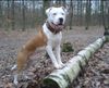 Dogo Argentino Foto: Bruno (8 Mon.) (ID 36377) Dogo Argentino Hund