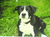 Dogo Argentino Foto: Hey Was Guckst du (ID 30516) Dogo Argentino Hund