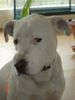Dogo Argentino Foto: Theo Dogo Argentino 1 Jahr (ID 11177) Dogo Argentino Hund
