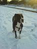 Dogo Argentino Hund