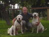 Dogo Argentino Hund