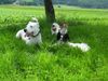 Dogo Argentino Foto: Ogi Fochris (ID 12610) Dogo Argentino Hund