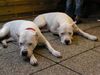 Dogo Argentino Foto: Duna mit Belico del Navarro Knausser (ID 12614) Dogo Argentino Hund