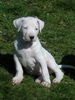 Dogo Argentino Foto: Puellae Fortes Bonito (ID 15629) Dogo Argentino Hund