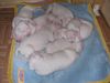 Dogo Argentino Foto: Dogo Puppys April 2005 (ID 21110) Dogo Argentino Hund