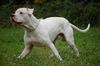 Dogo Argentino Hund