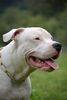 Dogo Argentino Hund