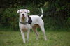 Dogo Argentino Hund