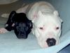 Dogo Argentino Foto: Hier liegt's Schwarz auf Weiss!!! (ID 9818) Dogo Argentino Hund